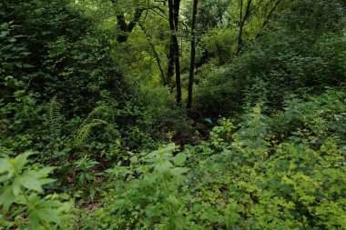 Banliyödeki şehir parkı