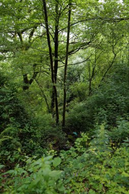 Banliyödeki şehir parkı