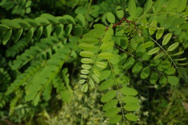 Banliyödeki şehir parkı