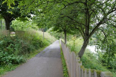 Bir şehir parkında bitki örtüsü