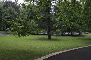 Bir şehir parkında bitki örtüsü