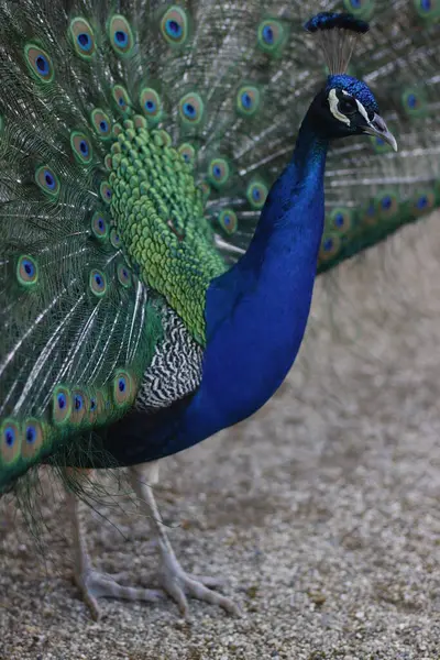 stock image Peacock in a garden