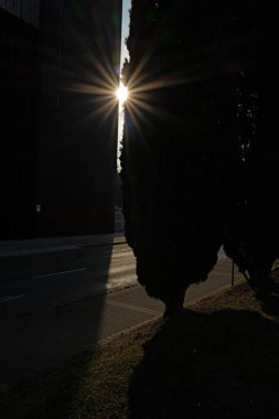 Yol kenarındaki ağaçların arasında güneş