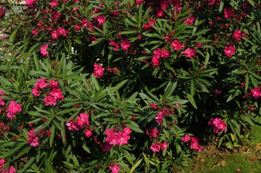 Bir şehir parkında bitki örtüsü