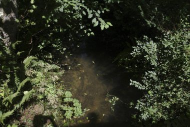 Bir şehir parkında bitki örtüsü