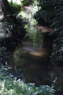 Orman bitki örtüsü