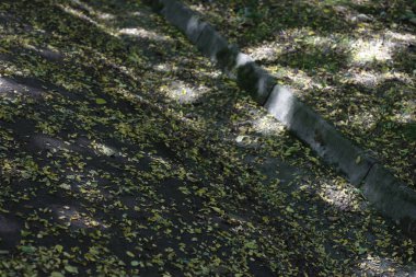 Orman bitki örtüsü