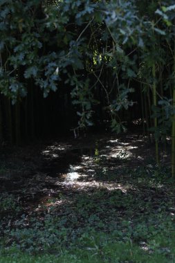 Orman bitki örtüsü