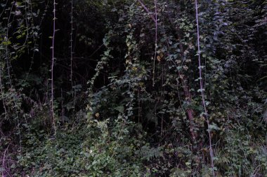 Kırsal bölgedeki vahşi bitki örtüsü