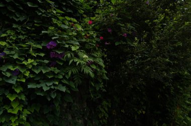 Kırsal bölgedeki vahşi bitki örtüsü