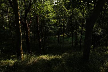 Orman bitki örtüsü