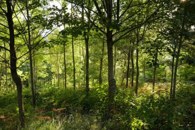 Ormandaki vahşi bitki örtüsü