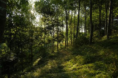 Ormandaki vahşi bitki örtüsü