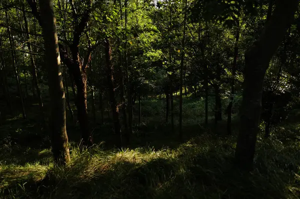 Stock image Wild vegetation in the forest