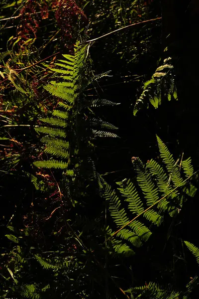 Stock image Wild vegetation in the forest