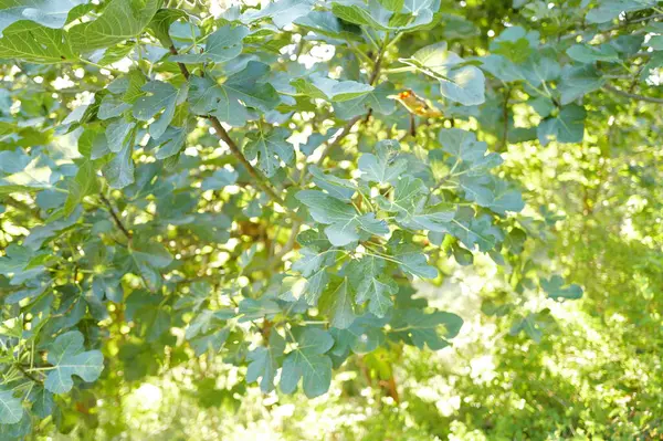 Stock image Wild vegetation in the forest