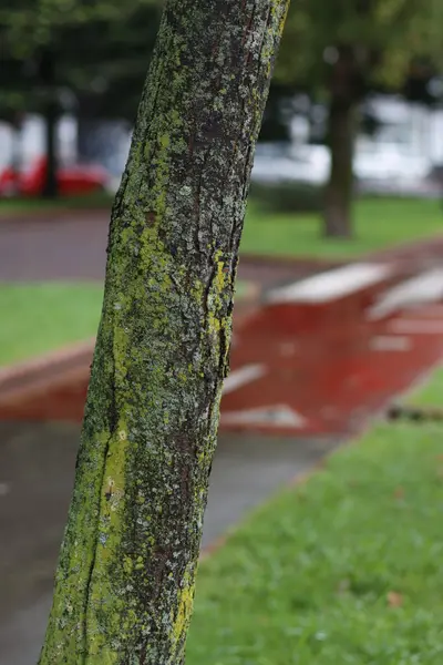 Bir şehir parkında bitki örtüsü