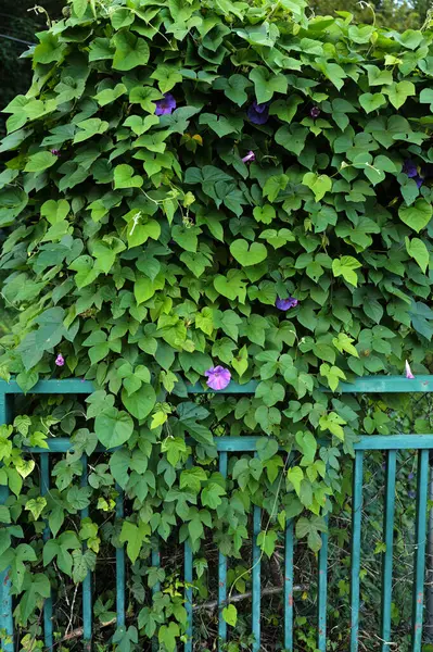 stock image Vegetation in an urban park