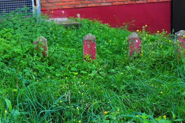 stock image Vegetation in an urban park