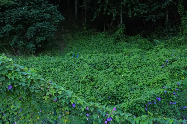 stock image Vegetation in an urban park