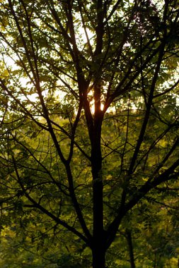 Bir sonbahar gününde şehir parkı