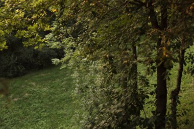 Bir sonbahar gününde şehir parkı