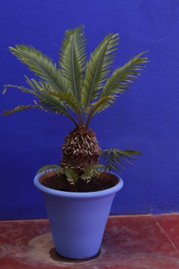 Garden in the downtown of Marrakech, Morocco clipart