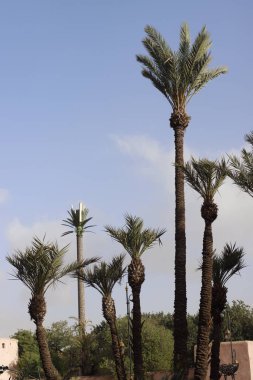 Garden in the downtown of Marrakech, Morocco clipart