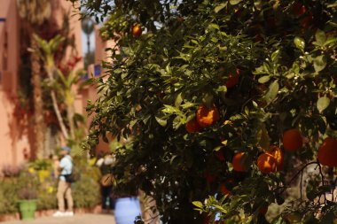 Garden in the downtown of Marrakech, Morocco clipart