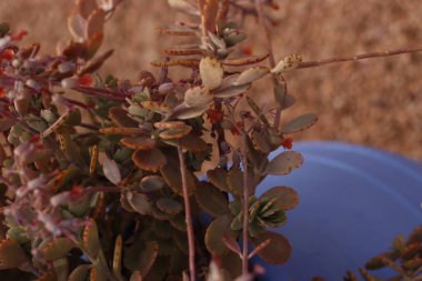 Fas 'ın Marakeş şehrinde bir bahçe.