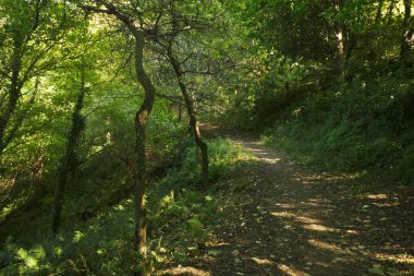 Şehirdeki şehir parkı