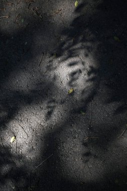 Akşamları şehir parkı