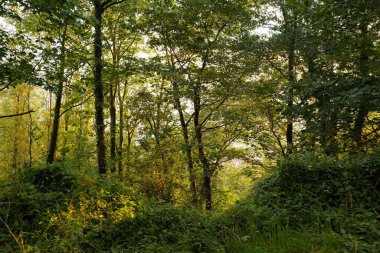 Akşamları şehir parkı