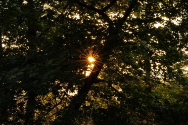 Parkta bir yaz günü akşam