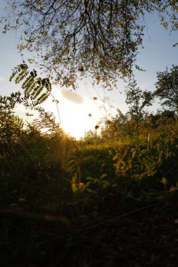 Parkta bir yaz günü akşam