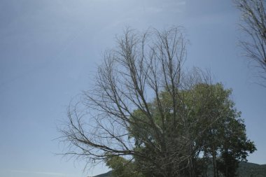 Yangından sonra kırsal bölge