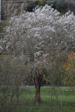 Parkta sonbahar günü