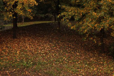 Parkta sonbahar günü