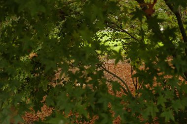 Şehir parkında sonbahar