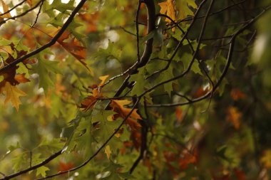 Şehir parkında sonbahar