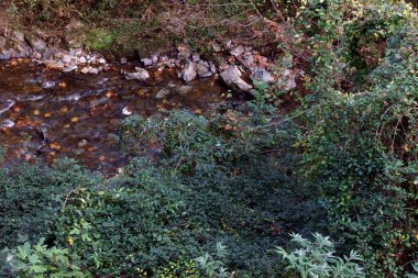 Bir şehir parkında bitki örtüsü