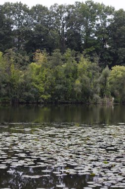 Bir şehir parkında bitki örtüsü