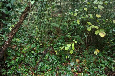 Parkta sonbahar renkleri