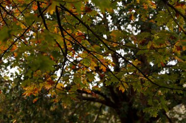 Parkta sonbahar renkleri