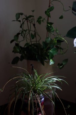 Bir odada bitkiler
