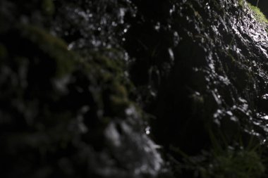 Geceleri parkta bitki örtüsü