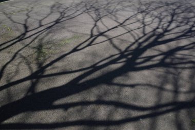 Kışın bir ağacın gölgesi