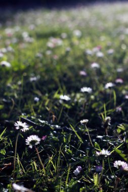 Kırsal kesimde bitki örtüsü