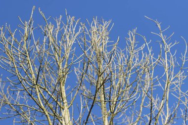 Kırsal kesimde bitki örtüsü