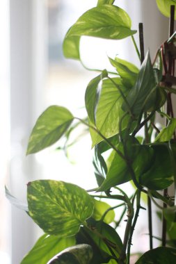 Dairenin içine bitki dikmek.